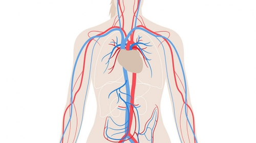 Venas, Arterias, Arteriolas, Capilares